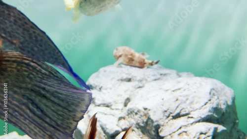 水槽内で泳ぐ様々な種類の魚の群れ
