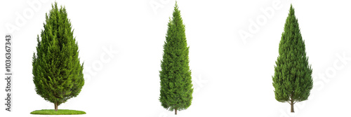 A tall cypress tree with a narrow profile and densely packed green leaves, isolated on a transparent background photo