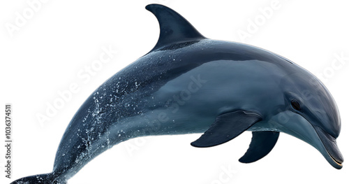 Bottlenose dolphin jumping out of water splashing isolated on transparent background photo