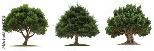A yew tree with dark green, dense foliage and a broad, sturdy trunk, isolated on a transparent background