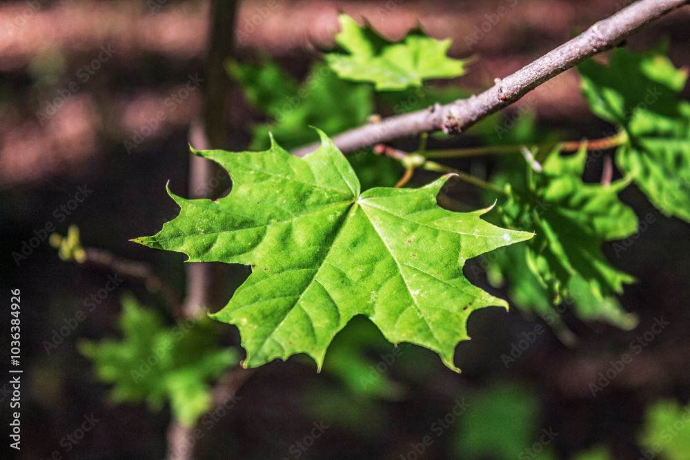 Macro - Forest - Europe, Romania, Suceava region Macro - Forest - Europe, Romania, Suceava region