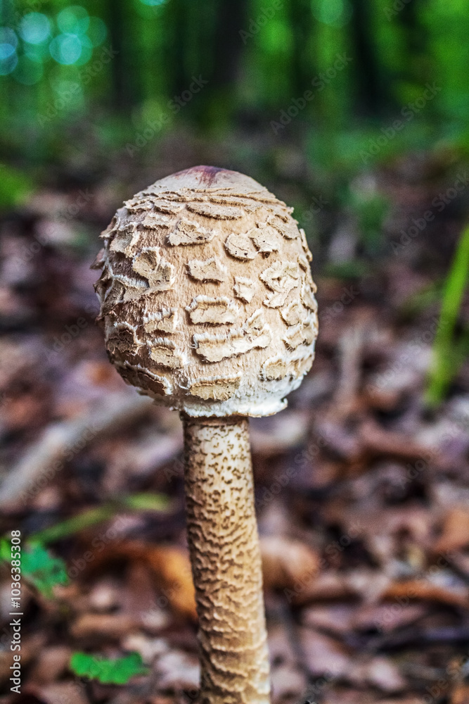 Macro - Forest - Europe, Romania, Suceava region Macro - Forest - Europe, Romania, Suceava region