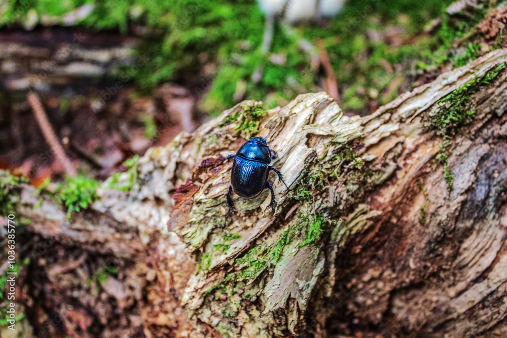 Macro - Forest - Europe, Romania, Suceava region Macro - Forest - Europe, Romania, Suceava region