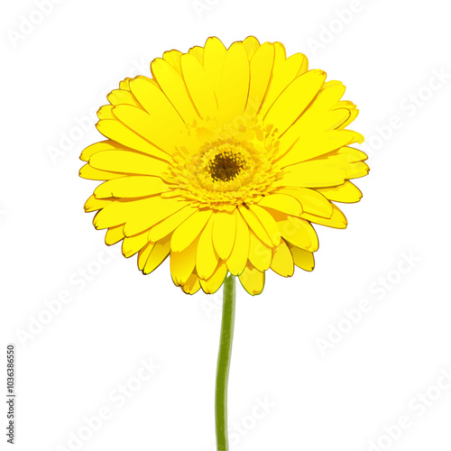 Beautiful yellow daisy gerbera on a isolated white background (4)