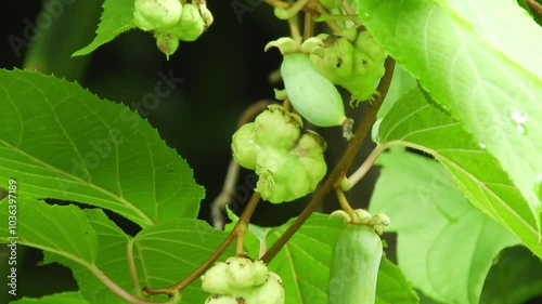 【山野草・つる性】マタタビ（木天蓼）： Actinidia polygama　240730-3 photo