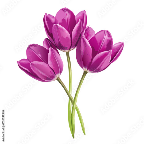 Three lilac tulip flowers watercolor isolated on white background cutout (5)