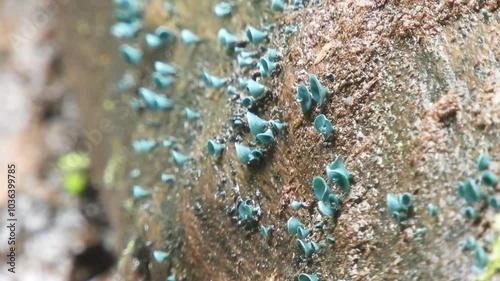 【菌類・腐生菌】ロクショウグサレキン（緑青腐菌）：Chlorociboria aeruginosa 240720-1 photo