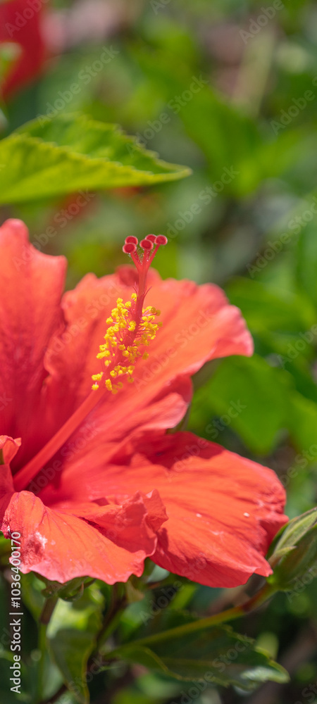 red hibiscus flower in summer red hibiscus flower in summer