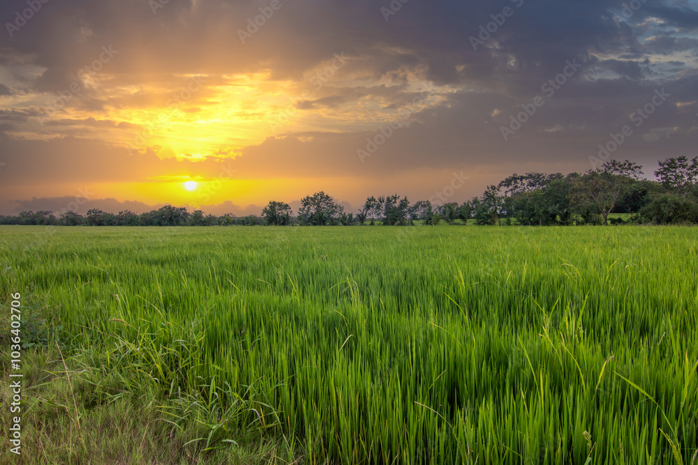 Beautiful green rice fields in the evening at sunset. Beautiful natural landscape with fields, Sri Lanka, Asia Beautiful green rice fields in the evening at sunset. Beautiful natural landscape with fields, Sri Lanka, Asia