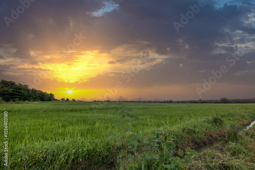 Beautiful green rice fields in the evening at sunset. Beautiful natural landscape with fields, Sri Lanka, Asia