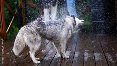 A gray stray dog got wet in the rain. The dog shakes off the water. Splashes are flying in all directions.