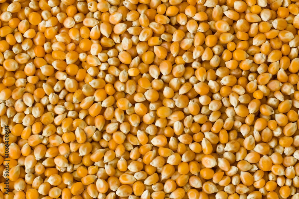 Dried corn kernels background,top view Dried corn kernels background,top view