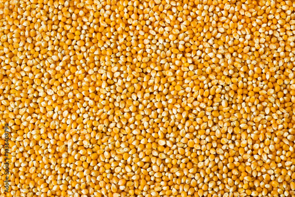 Dried corn kernels background,large view Dried corn kernels background,large view
