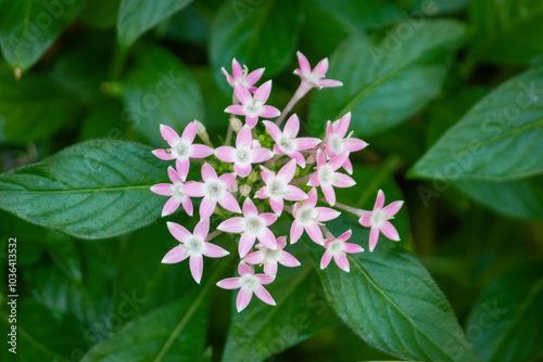 Purple Pentas lanceolata flower with leaves in the park photo