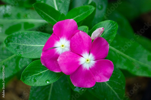 Periwinkle Vinca or Prince or Laurel of the Prince flower in the park
