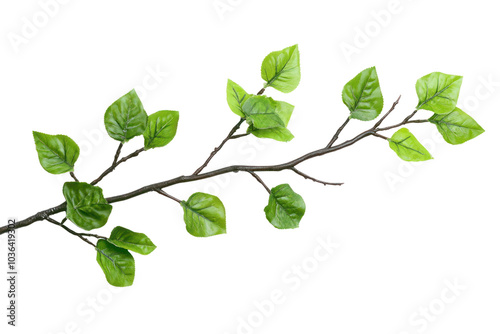 Decorative branch with leaves in interior design  isolated on transparent and white background.PNG image	 photo