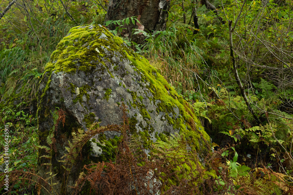 Fototapeta premium 苔石02