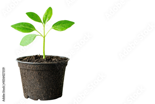 Growing plant from seed with emerging sprout isolated on transparent and white background.PNG image 