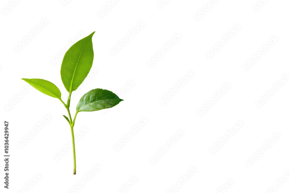 Growing plant with new leaves unfurling isolated on transparent and white background.PNG image Growing plant with new leaves unfurling isolated on transparent and white background.PNG image