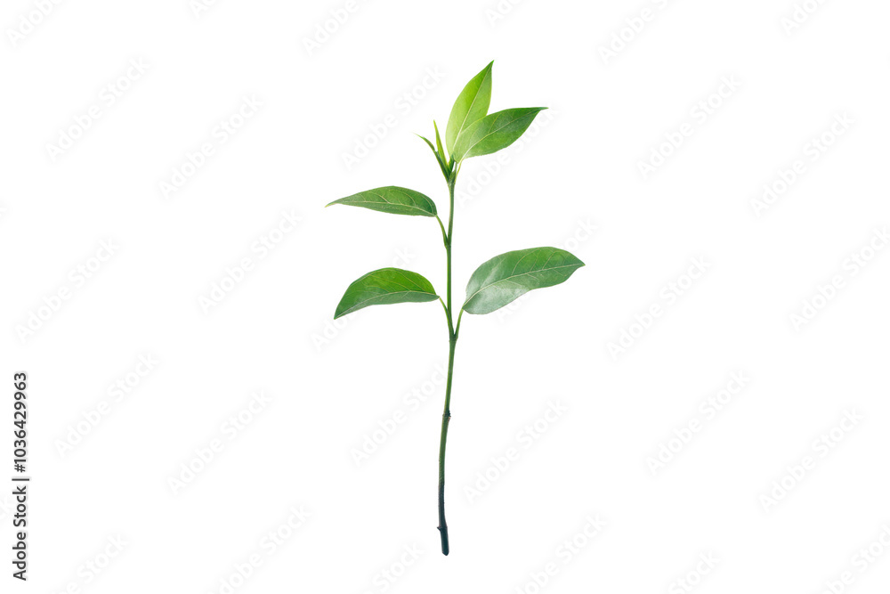 Fototapeta premium Growing plant with new leaves unfurling isolated on transparent and white background.PNG image