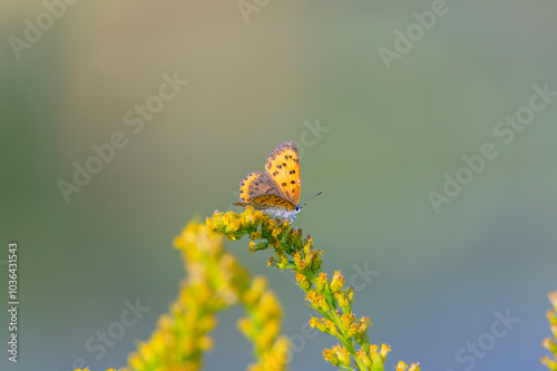 A Bronze Copper Butterfly on Feeds on Canada Goldenrod at Lake Erie Metropark, in Brownstown Charter Township, Michigan. photo