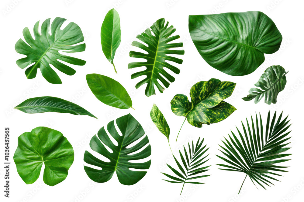 Tropical Leaf Collection: A vibrant assortment of lush green tropical leaves, perfect for adding a touch of paradise to your designs. Tropical Leaf Collection: A vibrant assortment of lush green tropical leaves, perfect for adding a touch of paradise to your designs.