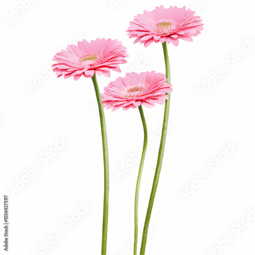 Three Vertical pink gerbera flowers with long stem on a isolated white background (4)