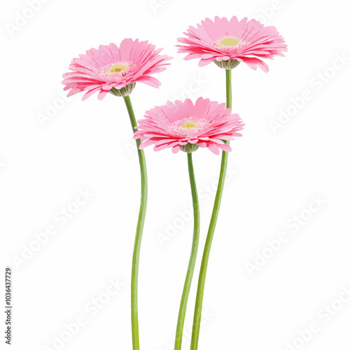 Three Vertical pink gerbera flowers with long stem on a isolated white background (7)