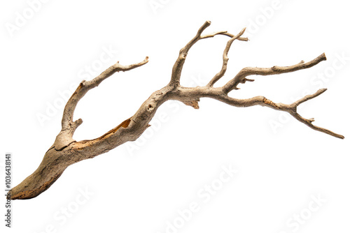 Symbolic tree branch art on isolated on transparent and white background.PNG image,