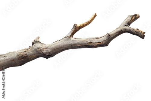 Tree branch pattern on isolated on transparent and white background.PNG image,