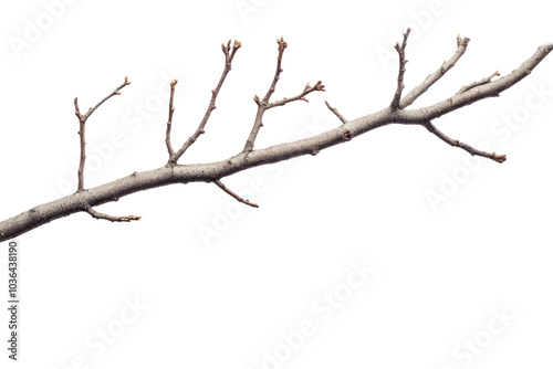 Symbolic tree branch art on isolated on transparent and white background.PNG image,