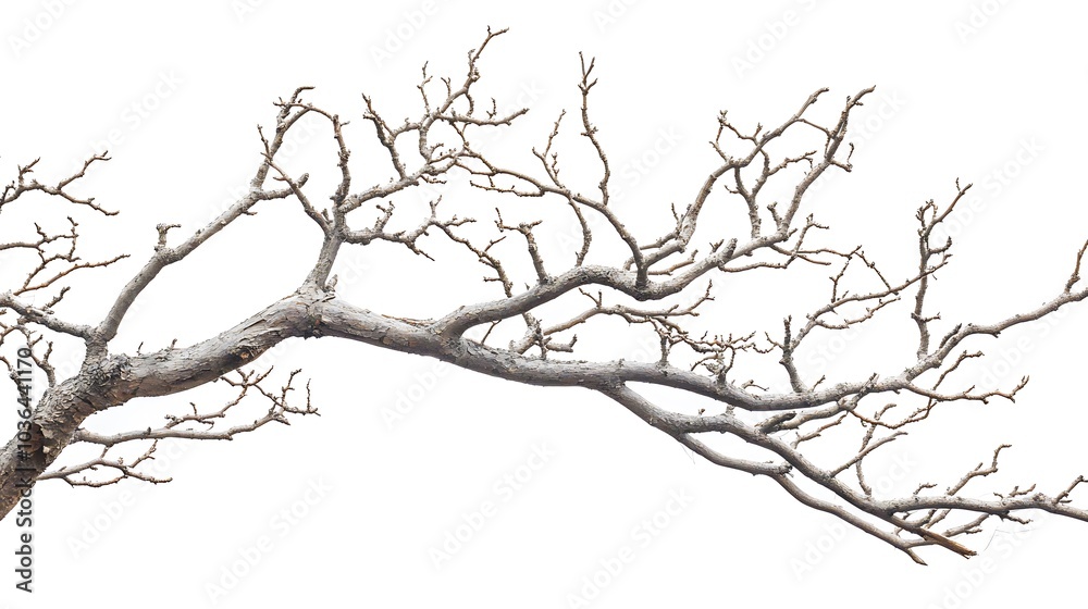 Bare Branch Isolated Against White Background Bare Branch Isolated Against White Background
