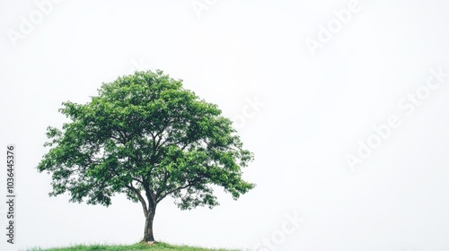 Solitary Tree on a Grassy Knoll Against a Minimalist Background photo