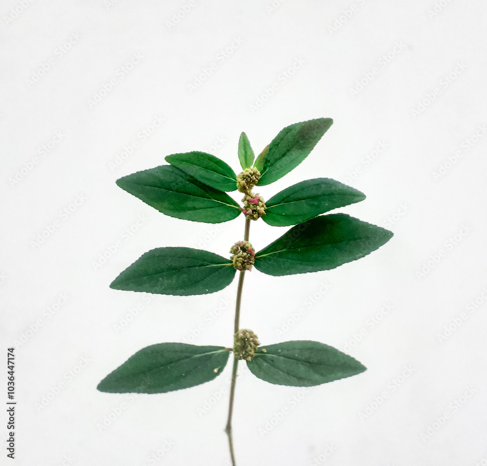 Fototapeta premium Euphorbia hirta or asthma plant isolated on white background, using for herbal medicine 
