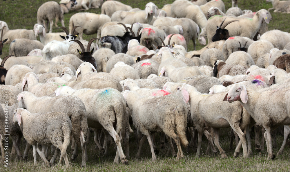 flock of sheep with long wool grazing marked with spray paint for identification of individual animals flock of sheep with long wool grazing marked with spray paint for identification of individual animals