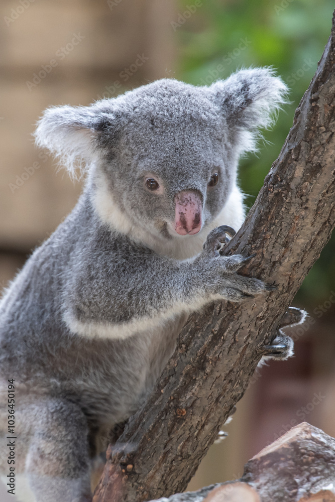 Obraz premium コアラ
