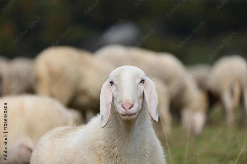 Fototapeta premium white fleece sheep used for wool production standing among other sheep in a large flock