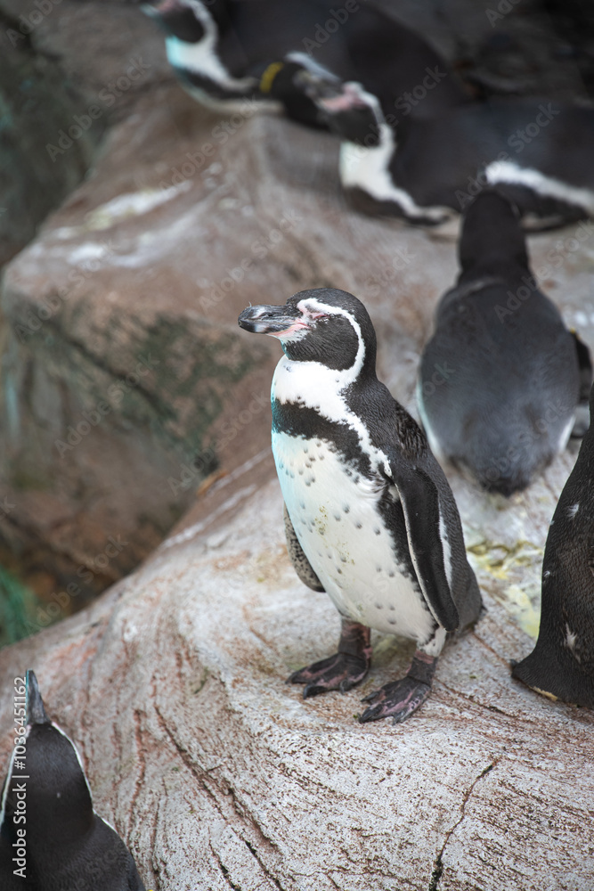 Naklejka premium ペンギン