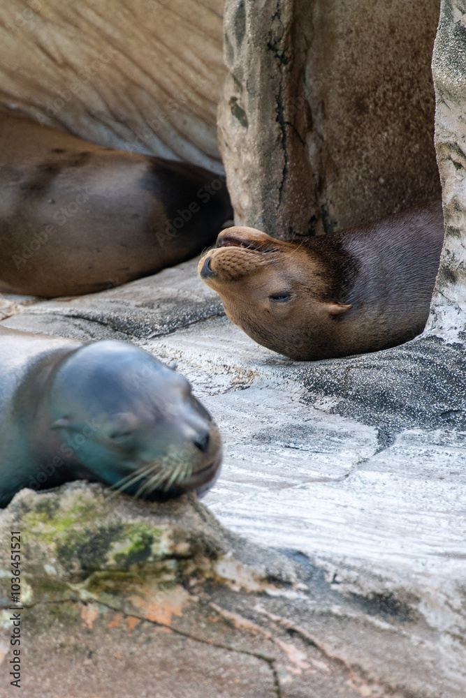 Obraz premium アザラシ