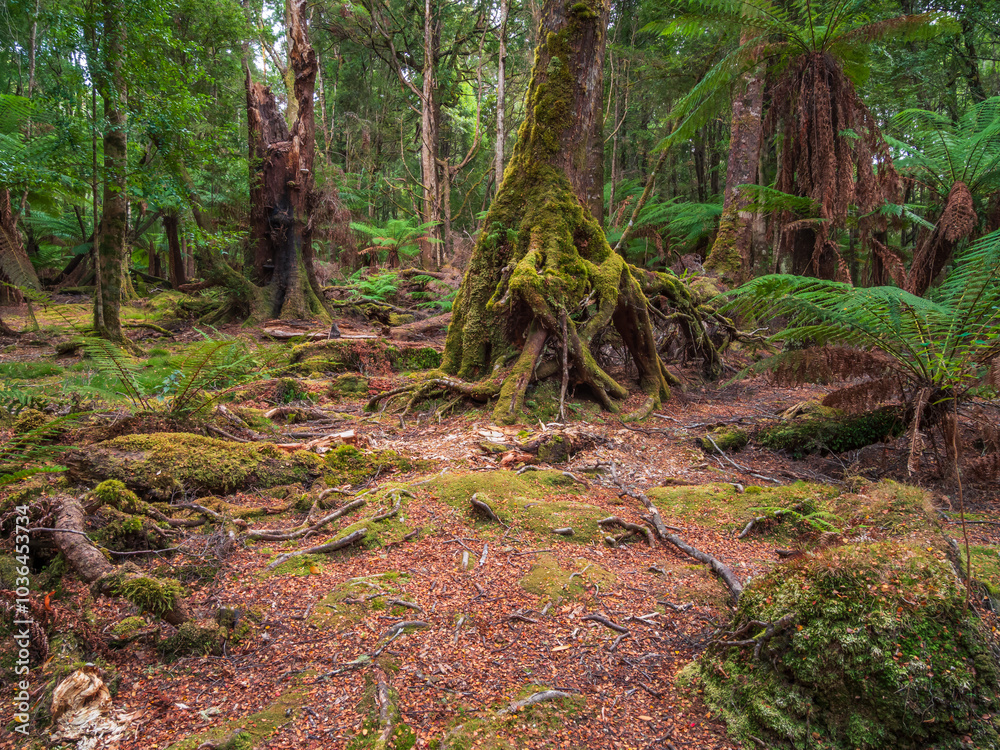 Temperate Rainforest Tasmania Temperate Rainforest Tasmania