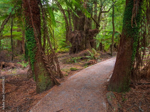 Path through Rainforest with Tree Ferns photo