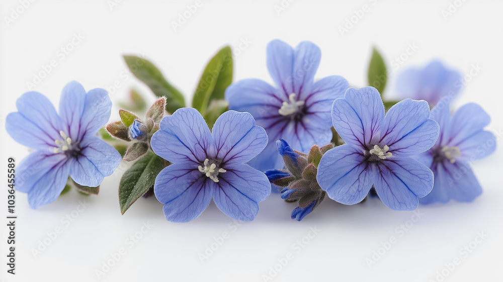 A bunch of blue flowers are arranged in a row. The flowers are of different sizes and are placed close to each other. The arrangement gives a sense of harmony and balance A bunch of blue flowers are arranged in a row. The flowers are of different sizes and are placed close to each other. The arrangement gives a sense of harmony and balance