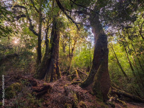 tree in the forest photo