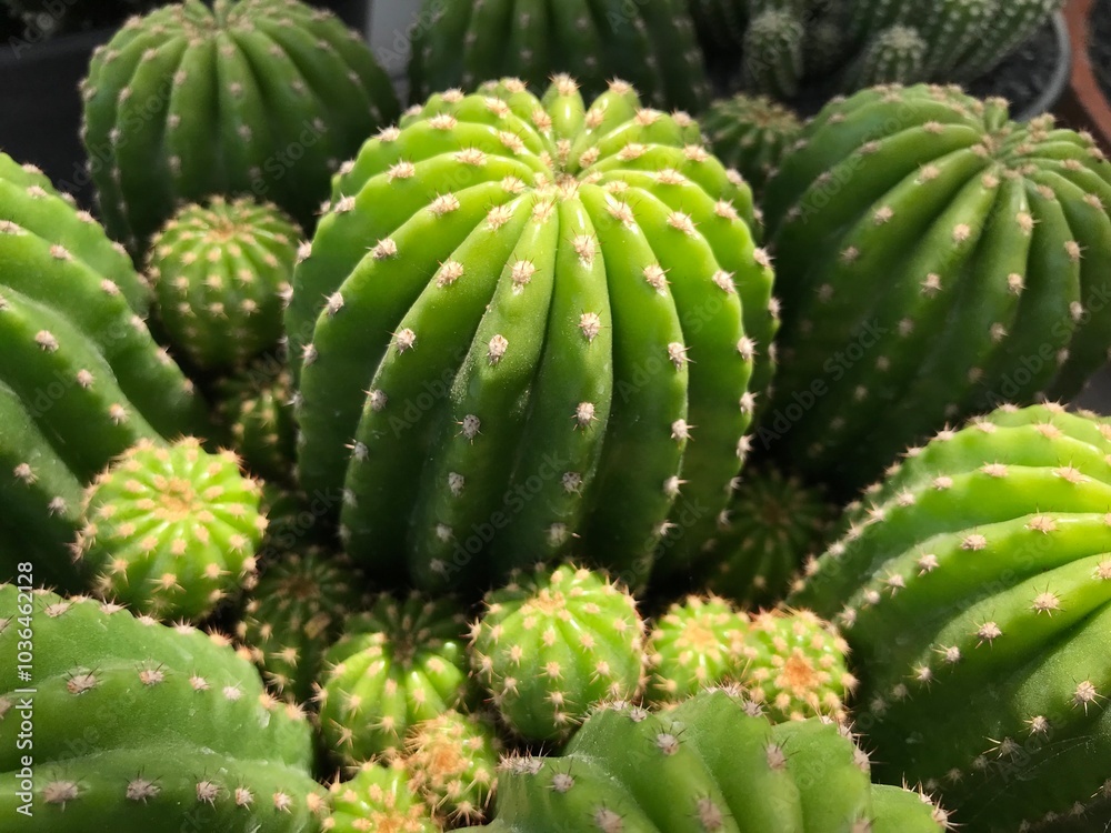 cactus close up cactus close up