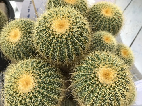 The closs up of cactus