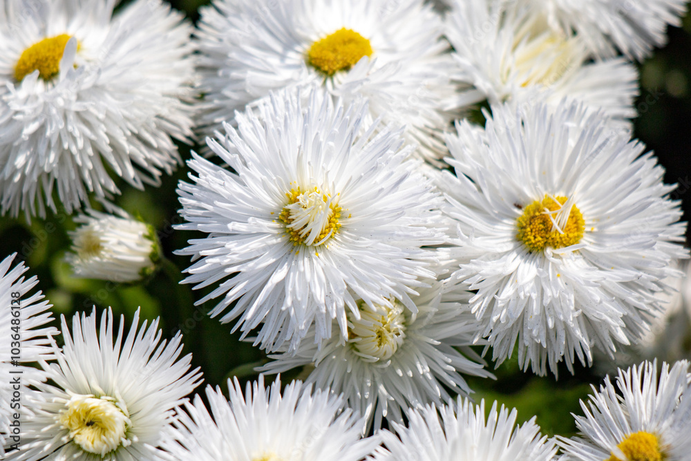 Perennis bellis garden daisy in nature in spring. Perennis bellis garden daisy in nature in spring.