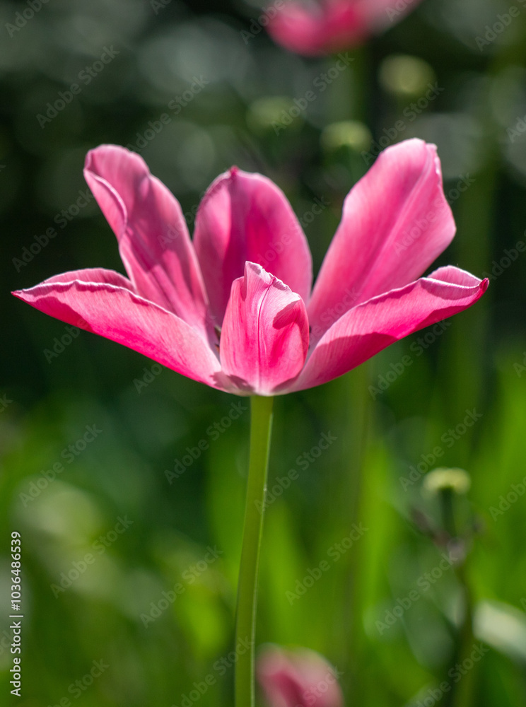 Tulips in the garden in nature in spring. Tulips in the garden in nature in spring.