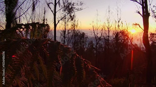 when sunset on a mountain with a foreground of ferns