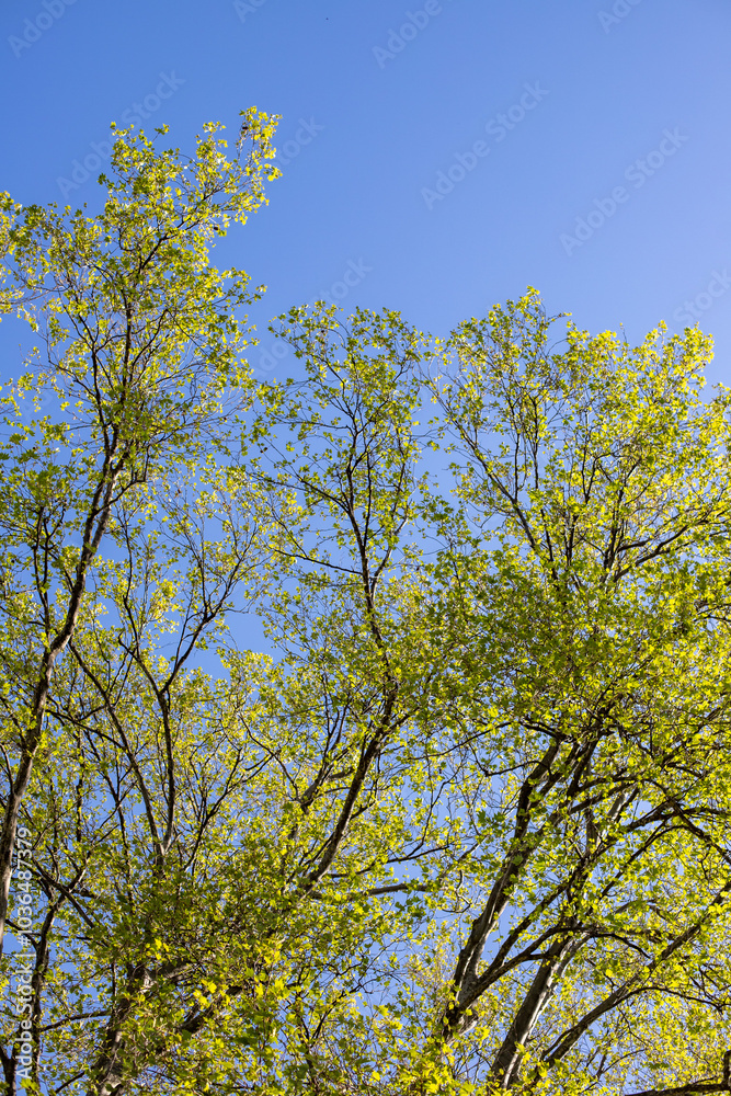 Green tree leaves on a blurred nature background. Green tree leaves on a blurred nature background.