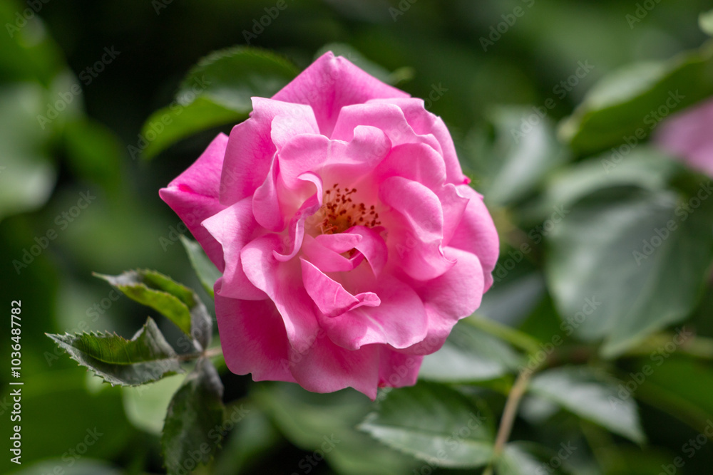 Rose flowers growing outdoors in nature Rose flowers growing outdoors in nature